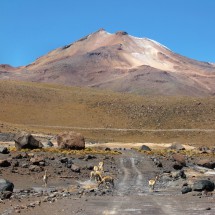 The good street to Calama with Vicunias